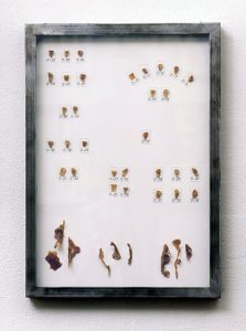 kleine Sammlung, 1995, Stahl, Glas, Latex, 50 x 75 x 6cm - Wolfgang Stiller
