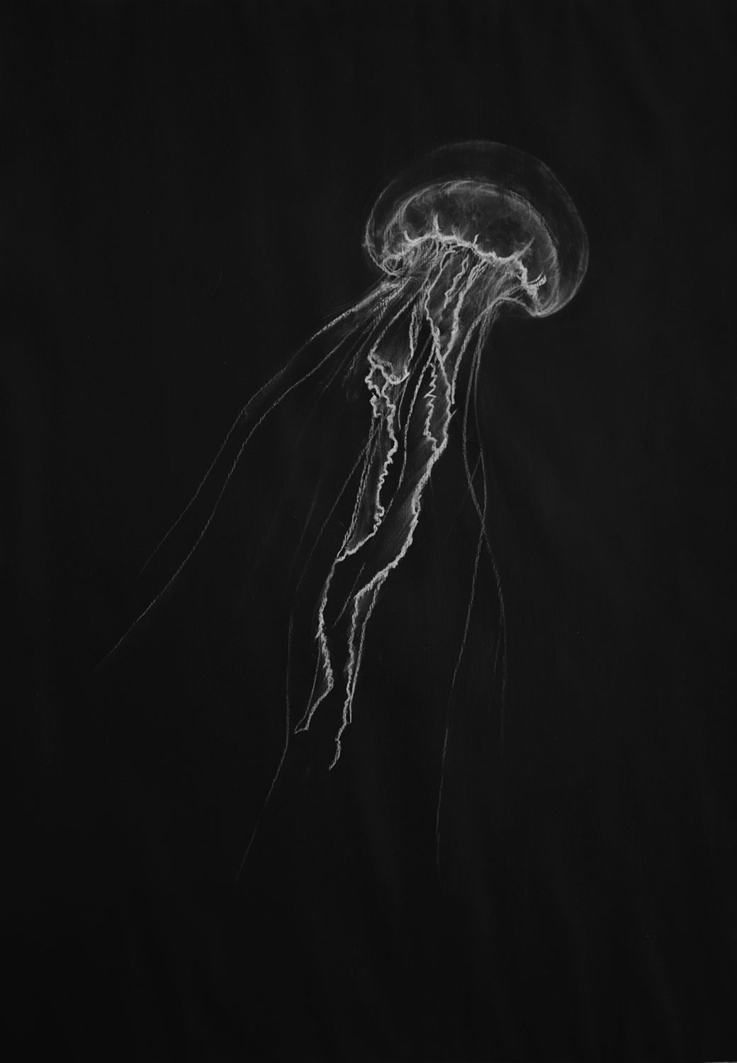 jelly fishes - Wolfgang Stiller